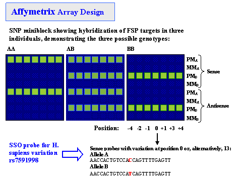 Affymetrix microarray design