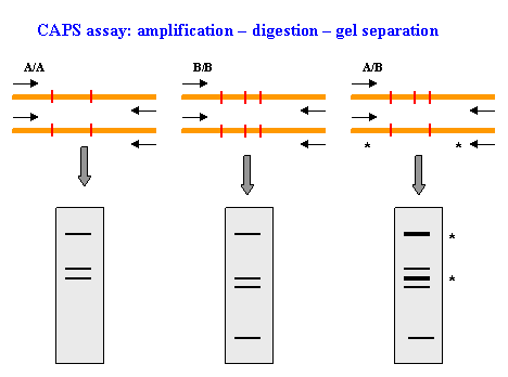 CAPS assay principle