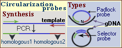 Circularization probes