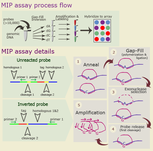 Molecular Inversion Probe technology