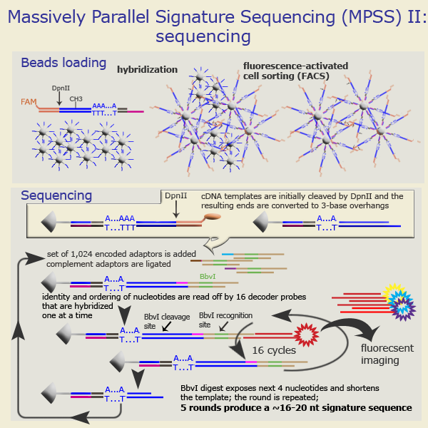 MPSS technology: sequencing