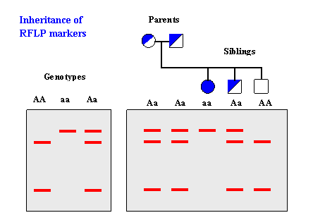 RFLP genotyping