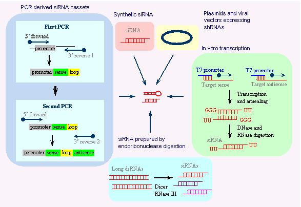 RNAi pathways