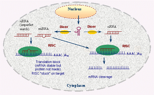 RNAi pathways