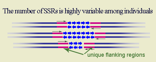 SSR markers