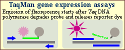 TaqMan RT-PCR