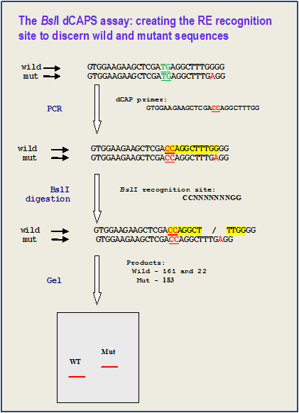 dCAPS assay example