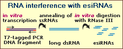 esiRNA