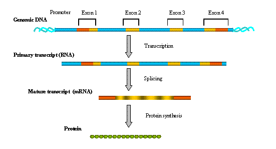 gene expression