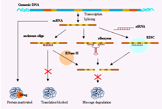 Comparison of gene silencing strategies
