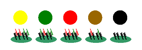 2-color microarray principle