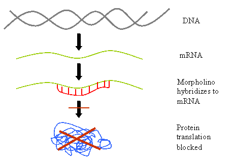 Structure of morpholino