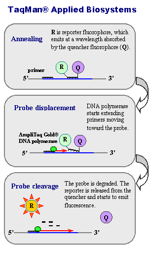 Principle of PCR