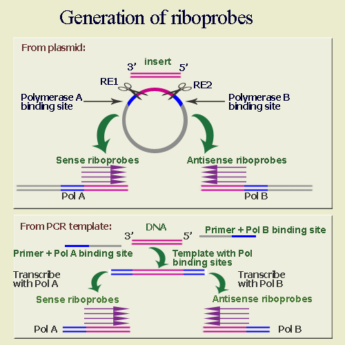 Generation of riboprobes